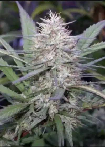 Congo by ACE Seeds, Photoperiod cannabis strain