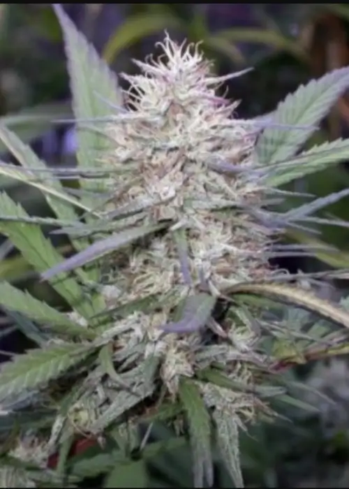 Congo by ACE Seeds, Photoperiod cannabis strain