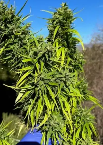 Congolese by Authentic Genetics, Photoperiod cannabis strain