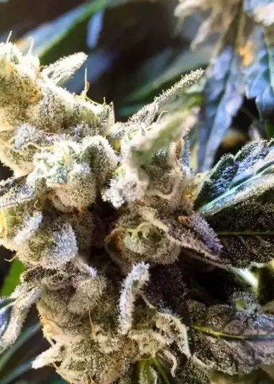 Connoisseur Cookies by Connoisseur Genetics, Photoperiod cannabis strain