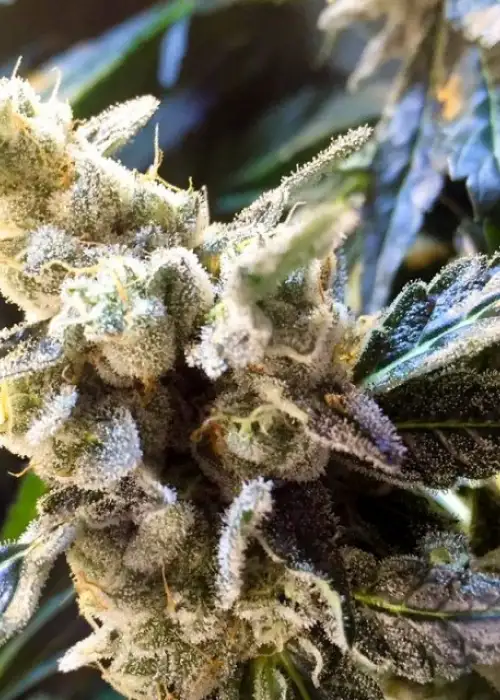 Connoisseur Cookies by Connoisseur Genetics, Photoperiod cannabis strain