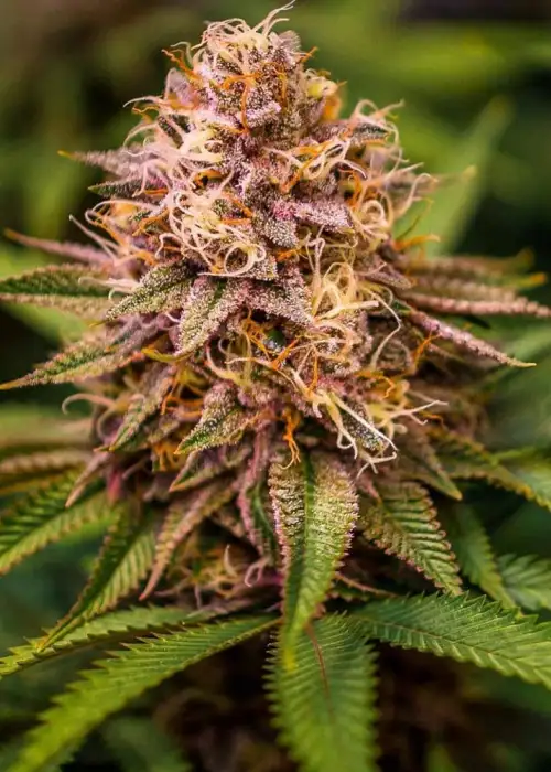 Conscious Kush V3 by Conscious Genetics, Photoperiod cannabis strain