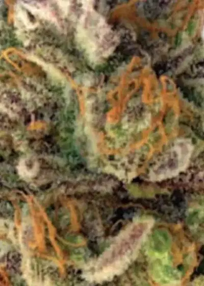 Coogies by Grand Daddy Purp, Photoperiod cannabis strain