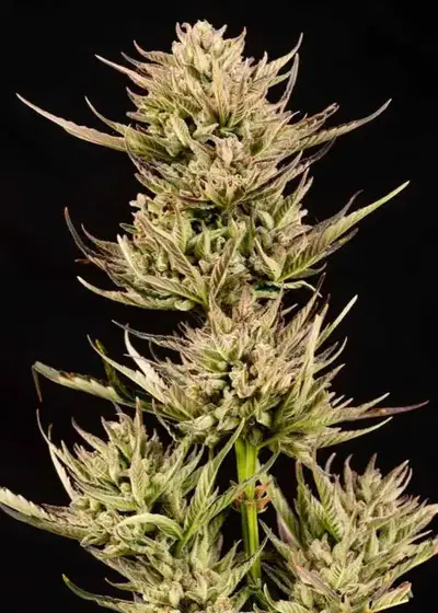 Cookie Apple OG F1 Auto by Seedsman, Autoflower cannabis strain