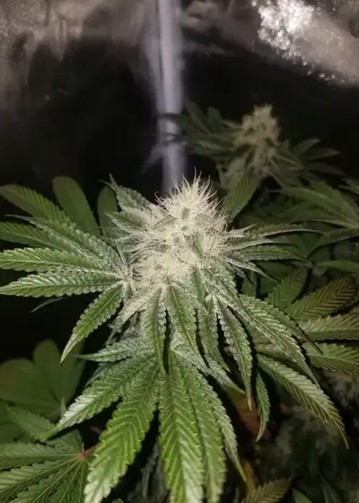 Cookie Crunch by Greenpoint Seeds, Photoperiod cannabis strain