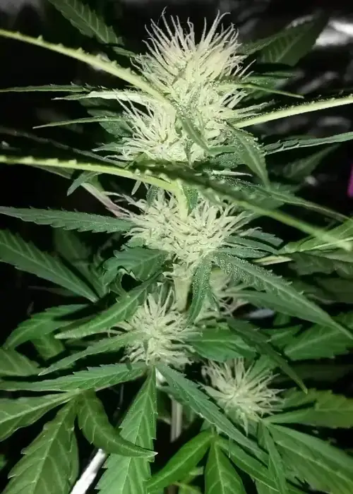 Cookie Dough Glue Autoflower by ILGM, Autoflower cannabis strain