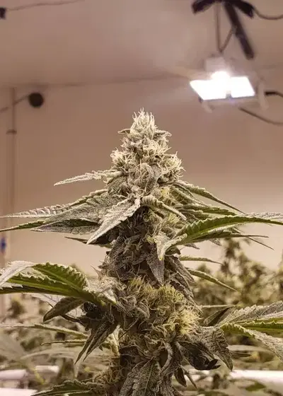 Cookie Dough Sundae by Cannarado Genetics, Photoperiod cannabis strain