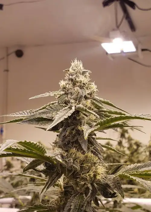 Cookie Dough Sundae by Cannarado Genetics, Photoperiod cannabis strain