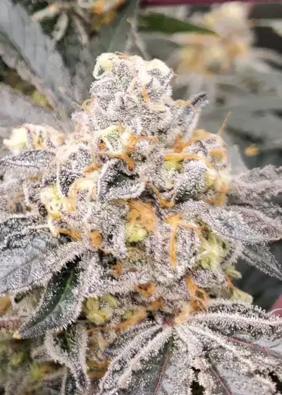 Cookie F2 by Purple Caper Seeds, Photoperiod cannabis strain