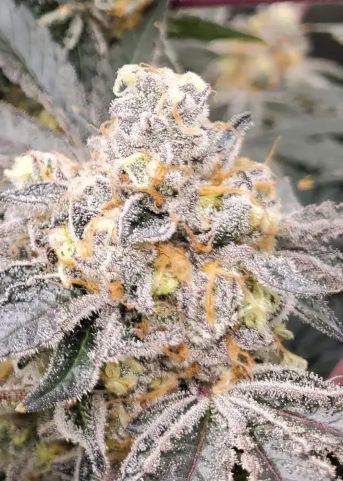Cookie F2 by Purple Caper Seeds, Photoperiod cannabis strain
