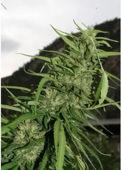 Cookie G13 by Flash Seeds, Autoflower cannabis strain