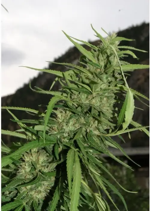 Cookie G13 by Flash Seeds, Autoflower cannabis strain