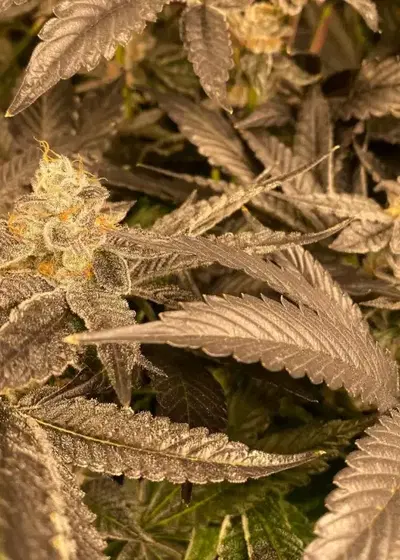 Cookie Stomper by Dying Breed Seeds, Photoperiod cannabis strain