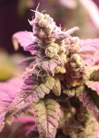 Cookie Wreck Feminized by Cannaventure Seeds, Photoperiod cannabis strain