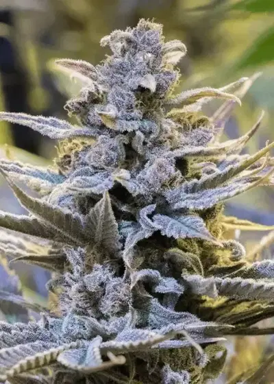 Cookielato by Silent Seeds, Photoperiod cannabis strain