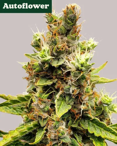 Cookies and Cream Autoflower by ILGM, Autoflower cannabis strain