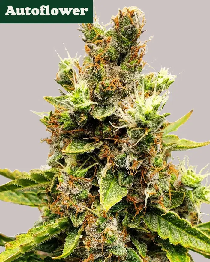 Cookies and Cream Autoflower by ILGM, Autoflower cannabis strain