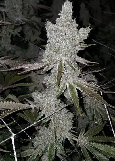 Cookies and Cream by Lineage Genetics, Photoperiod cannabis strain