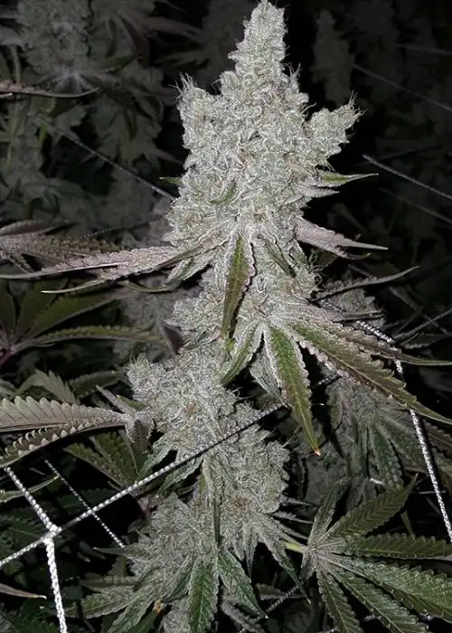 Cookies and Cream by Lineage Genetics, Photoperiod cannabis strain