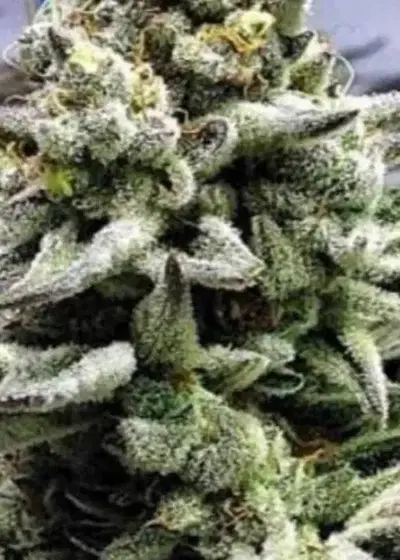 Cookies & Cream Cheese by Big Buddha Seeds, Photoperiod cannabis strain
