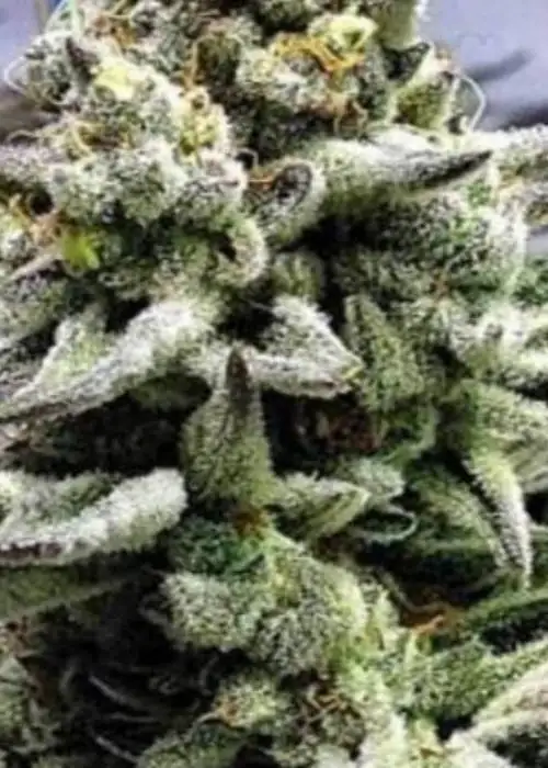 Cookies & Cream Cheese by Big Buddha Seeds, Photoperiod cannabis strain