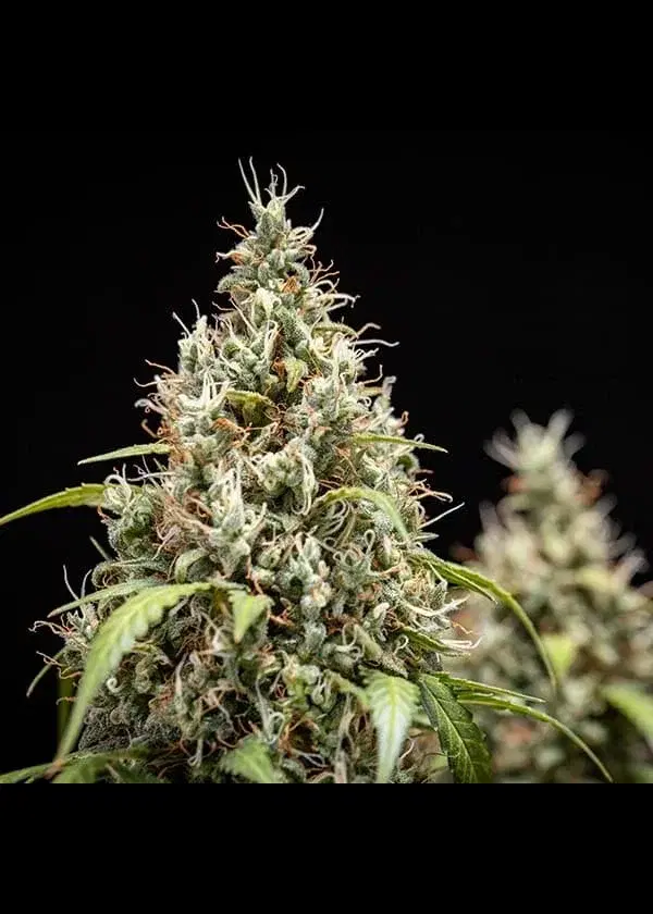 Cookies Gelato Automatic by Royal Queen Seeds, Autoflower cannabis strain