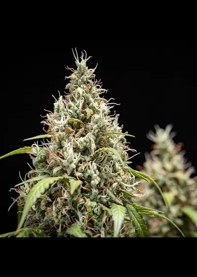 Cookies Gelato Automatic cannabis strain