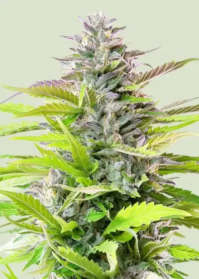 Cookies Gelato by Royal Queen Seeds, Photoperiod cannabis strain