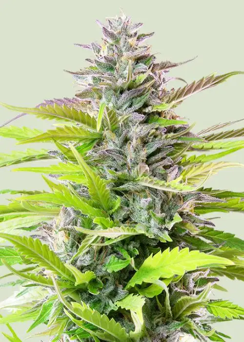 Cookies Gelato by Royal Queen Seeds, Photoperiod cannabis strain