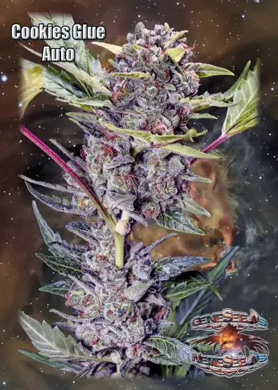 Cookies Glue Auto by GeneSeeds - NemeSeeds, Autoflower cannabis strain