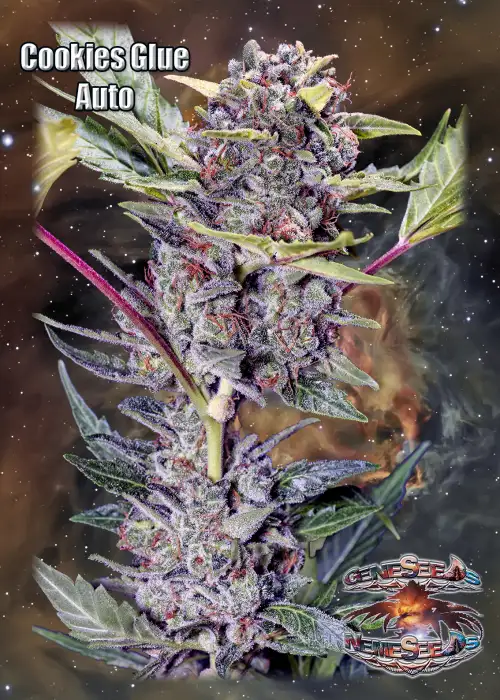 Cookies Glue Auto by GeneSeeds - NemeSeeds, Autoflower cannabis strain
