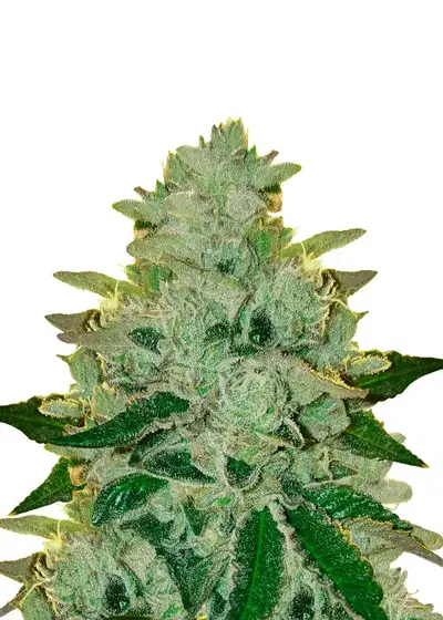 Cookies Haze by Kannabia Seed Company, Photoperiod cannabis strain