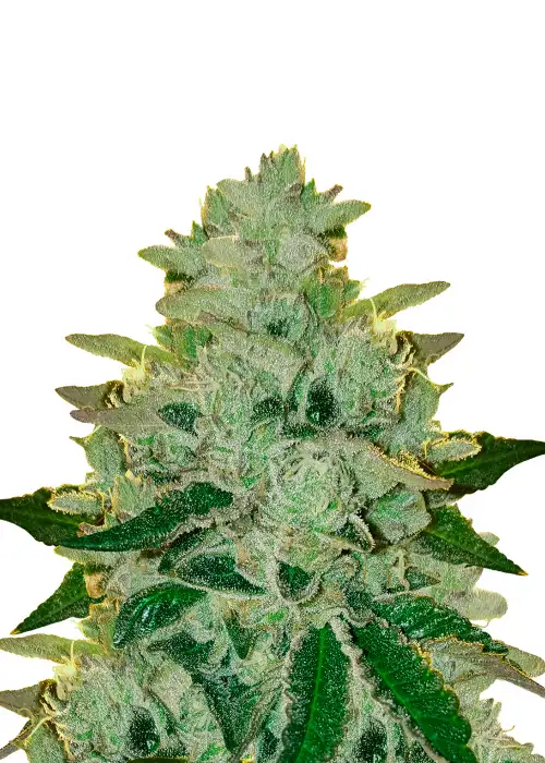 Cookies Haze by Kannabia Seed Company, Photoperiod cannabis strain
