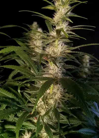 Cookies Krush by Super Strains, Photoperiod cannabis strain