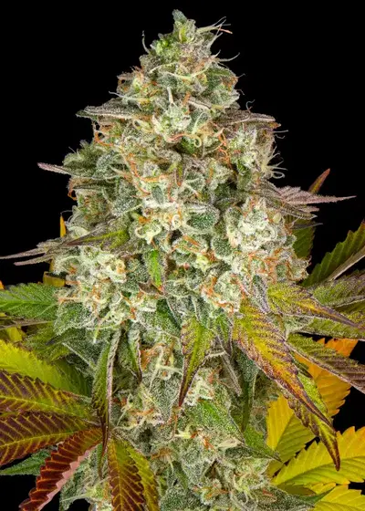 Cookies Kush Auto by Barney's Farm, Autoflower cannabis strain