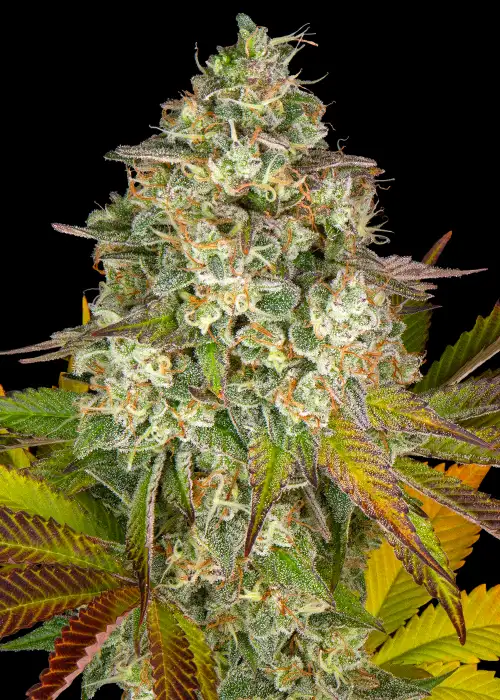 Cookies Kush Auto by Barney's Farm, Autoflower cannabis strain