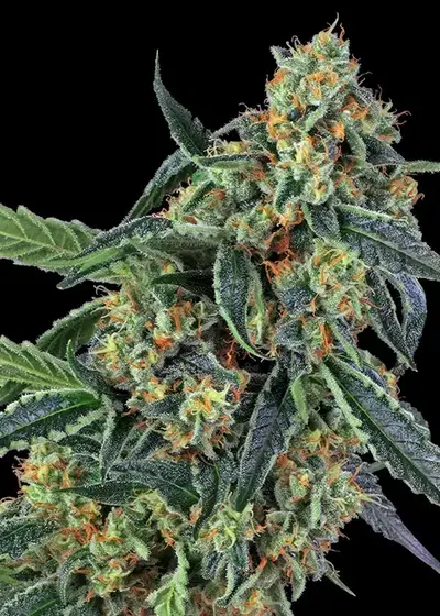 Cookies Kush cannabis strain