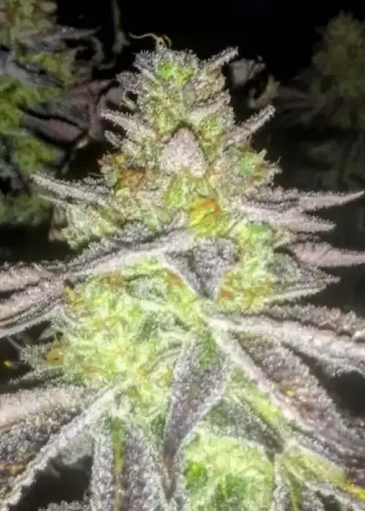 Cookies n Dubb cannabis strain
