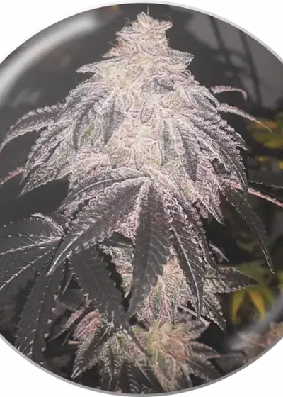 Cookies Sherbert Auto by Medical Seeds, Autoflower cannabis strain