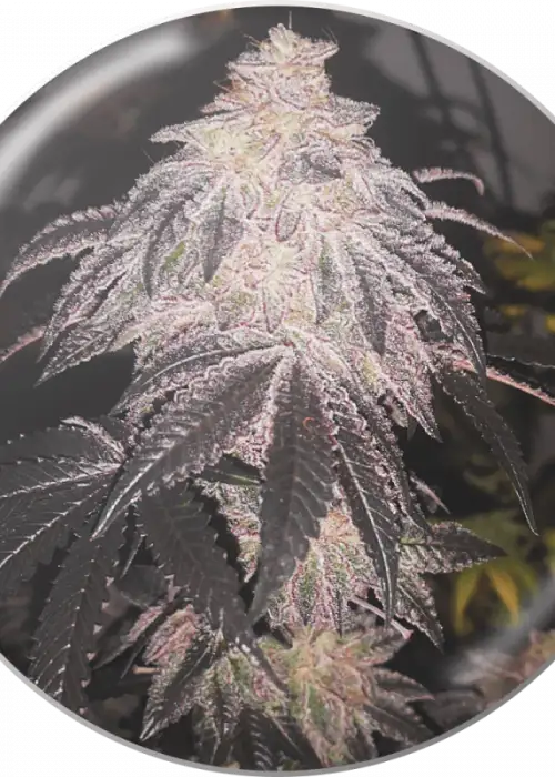Cookies Sherbert Auto by Medical Seeds, Autoflower cannabis strain