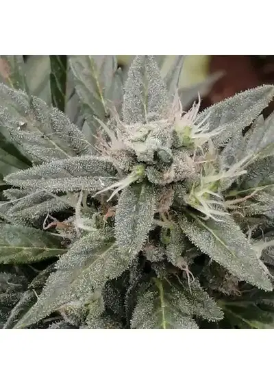 Cookies x Blood Cherry by STRNG Seeds, Photoperiod cannabis strain