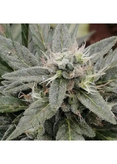 Cookies x Blood Cherry by STRNG Seeds, Photoperiod cannabis strain