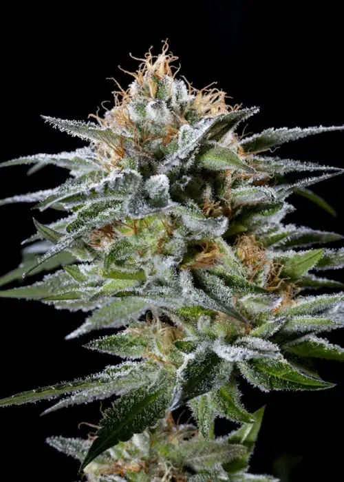 Cookies by Dark Heart Nursery, Photoperiod cannabis strain