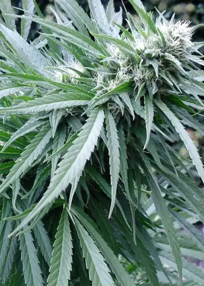 Copacabana by Flash Seeds, Autoflower cannabis strain