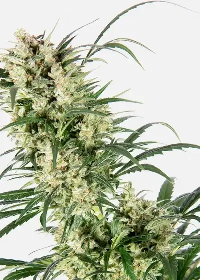 Copenhagen Butter Auto by Copenhagen Seed Company, Autoflower cannabis strain