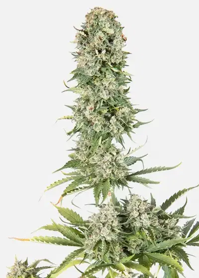 Copenhagen Kush Auto by Copenhagen Seed Company, Autoflower cannabis strain