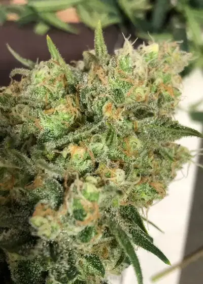 Cordobesa Haze by R-Kiem Seeds, Autoflower cannabis strain