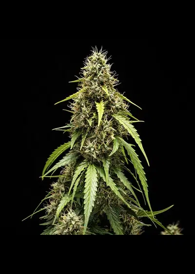 Corkscrew Automatic by Royal Queen Seeds, Autoflower cannabis strain