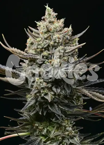 Corn Syrup by Cookies Seed Bank, Photoperiod cannabis strain