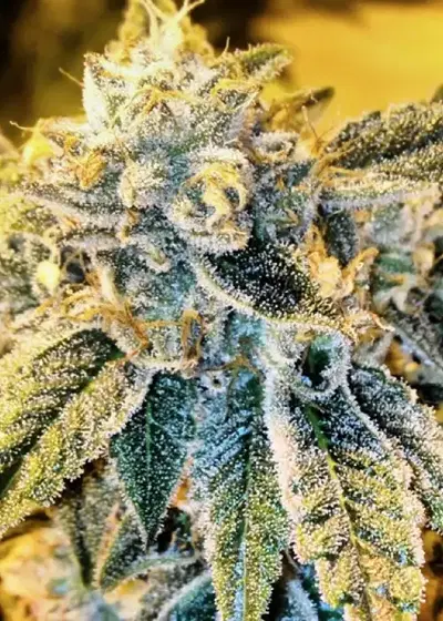 Cornbread by Rare Dankness, Photoperiod cannabis strain